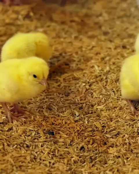 Pollitos comiendo pienso de inicio, del vídeo de Granja Rentable
