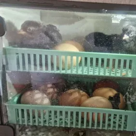 Incubadora funcionando con pollitos en la bandeja de arriba y huevos en la de abajo