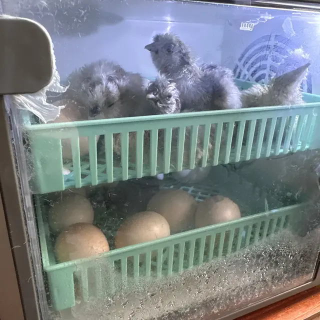 Pollitos recién nacidos en la bandeja de arriba de la incubadora y huevos en la de abajo